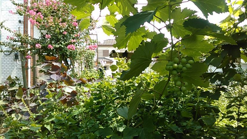 "Cherry House" Is Direct To Narita,Haneda Ap, Disney, Asakusa, Skytree Tower, Tokyo Matsudo Luaran gambar